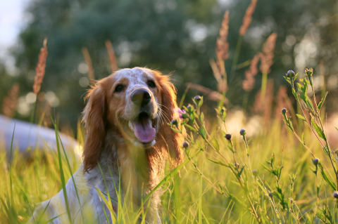 Hund på sommaräng