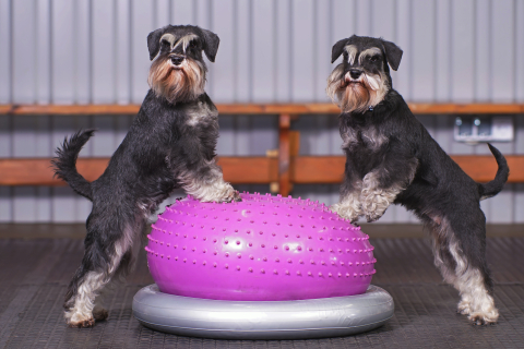 Två dvärgschnauzer på en balansboll