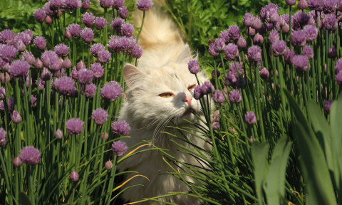 Vit katt luktar på blommor 