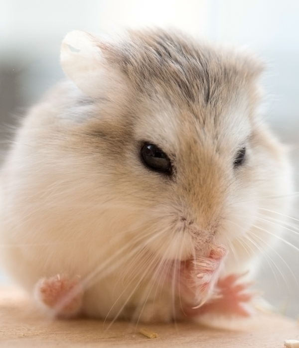 Hamster