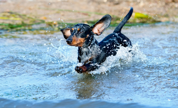 Hund springer i vatten