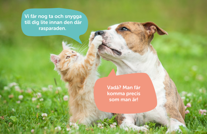 Katt och hund