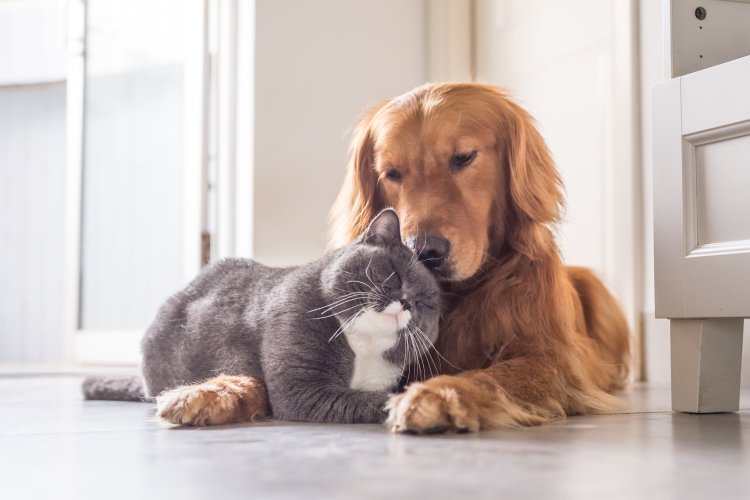 Katt och hund ligger på golvet