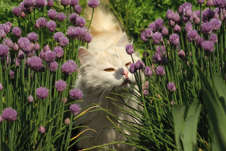 Vit katt luktar på blommor 