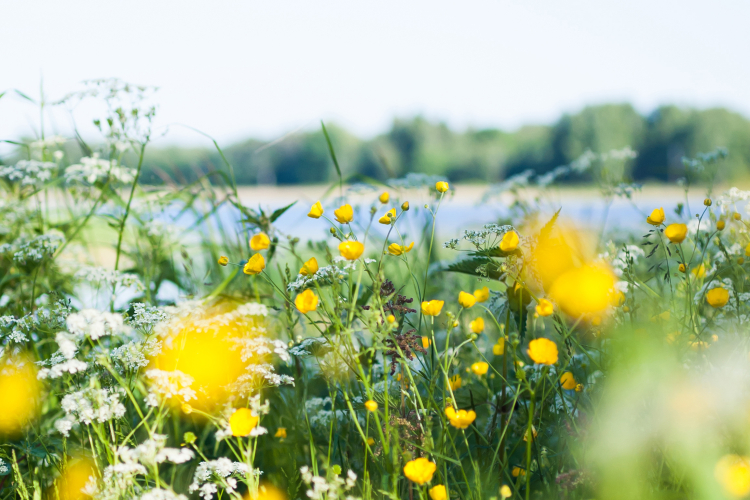 Somrig bild med gula blommor