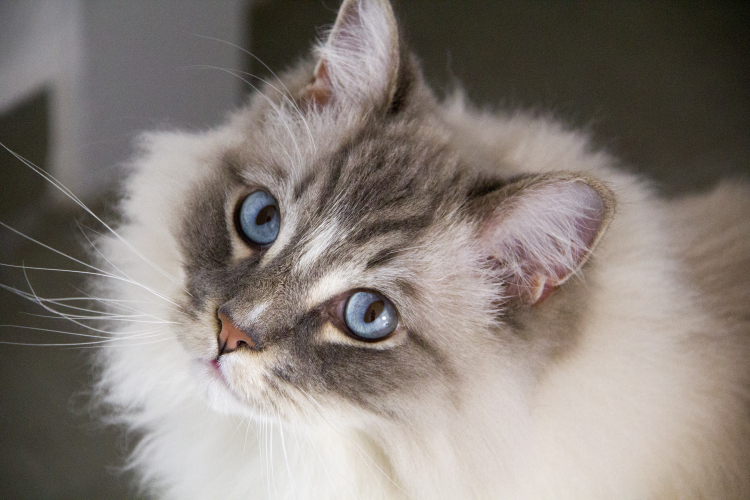 Gråvit katt med blå ögon
