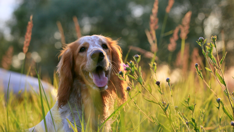 Hund på sommaräng