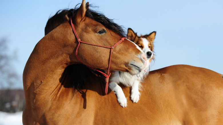 Häst med hund på ryggen