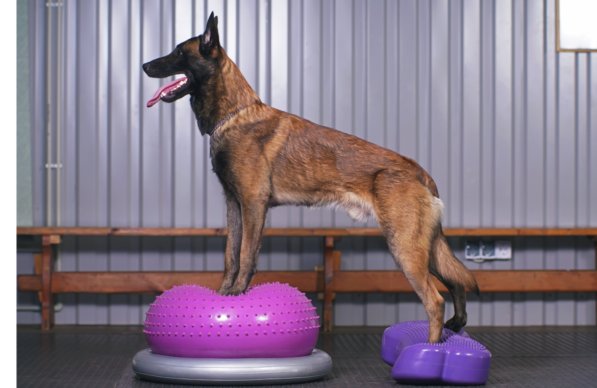 Hund på balansboll