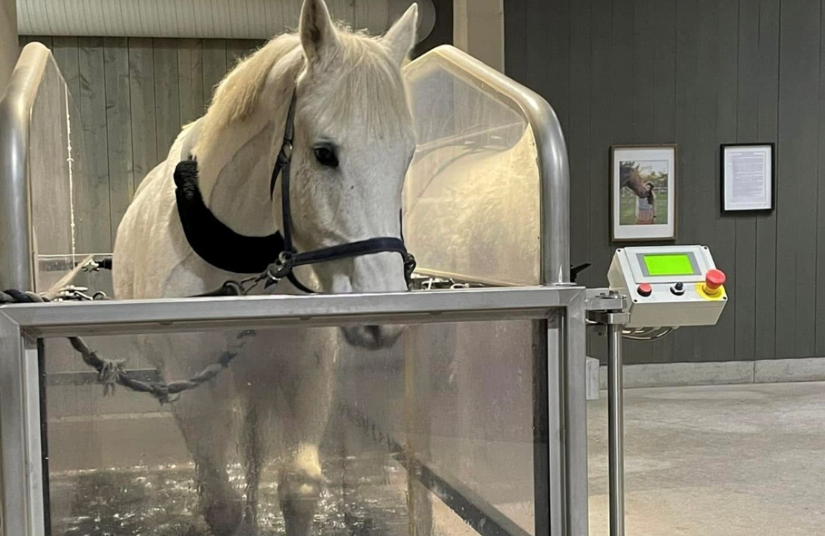 Häst på vattenband