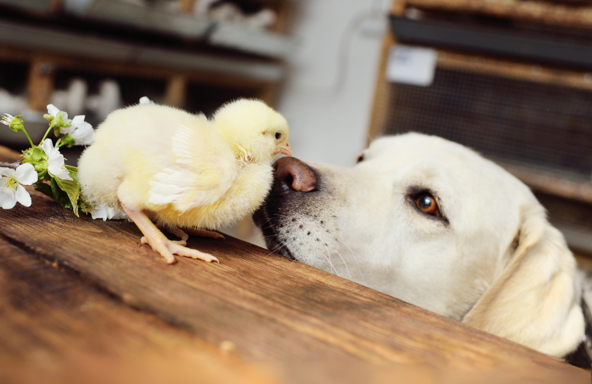 Gul kyckling och en hund som nosar på varandra